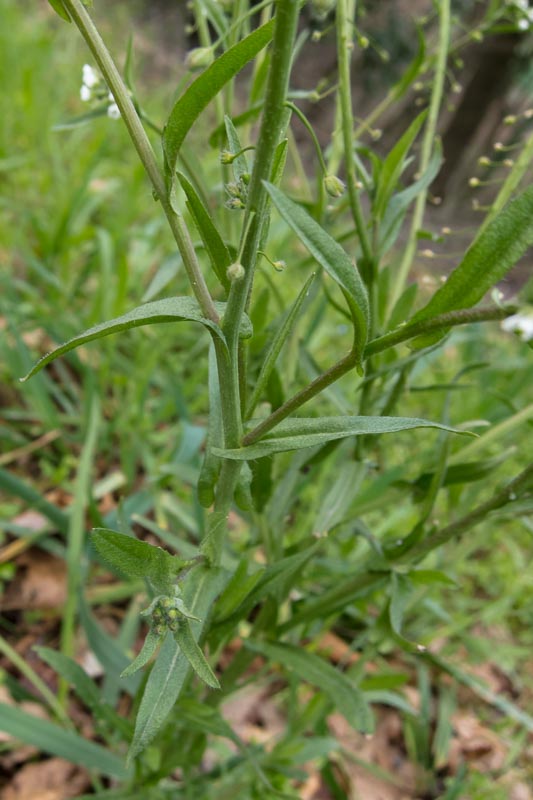 Capsella bursa-pastoris (Brassicaceae)